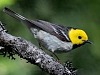 hermit warbler