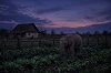 cow eats cabbage