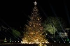 national christmas tree 2025 andrea hanks the white house 50