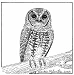 flammulated owl