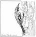 brown creeper